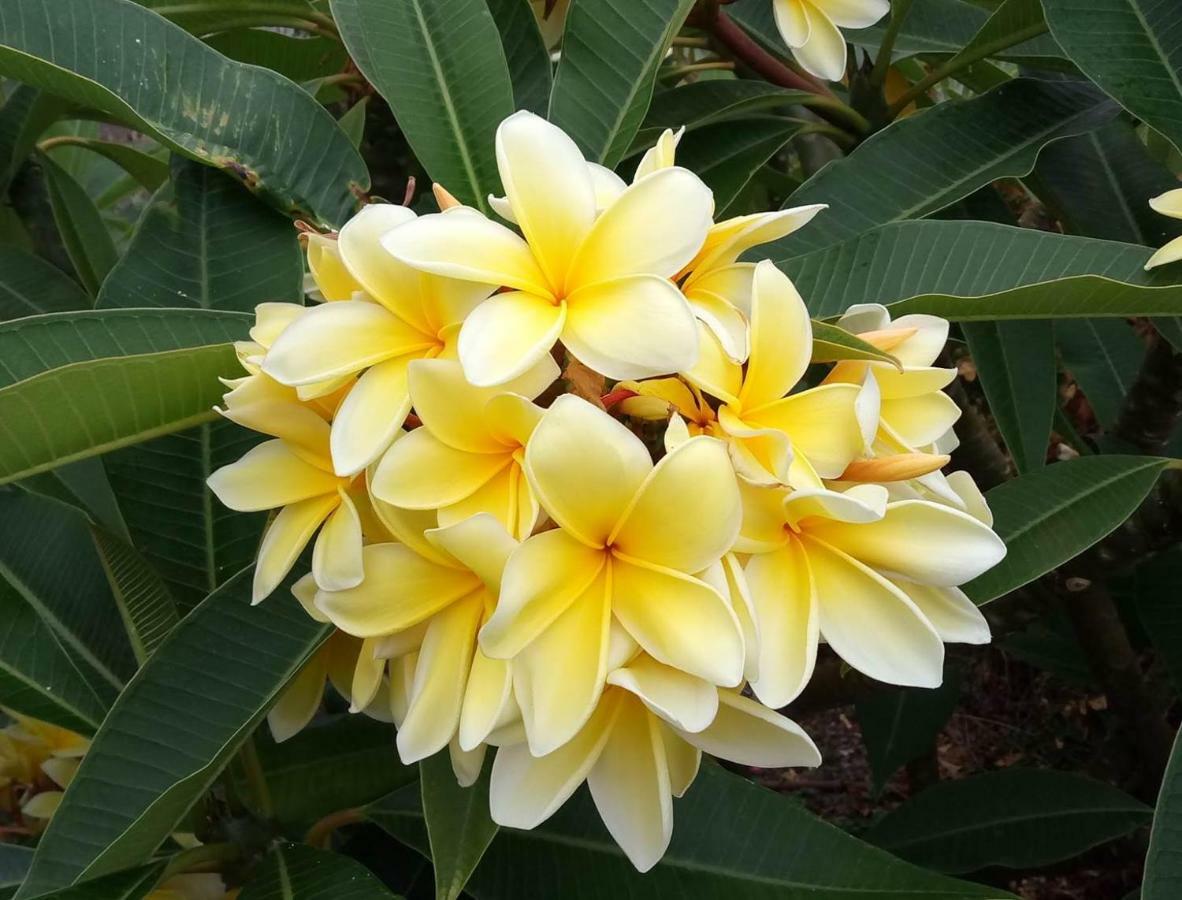 Gomera Garden. Vista Mar Altozano 埃尔米瓜 外观 照片